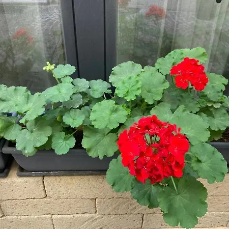 Tiny House In The Center